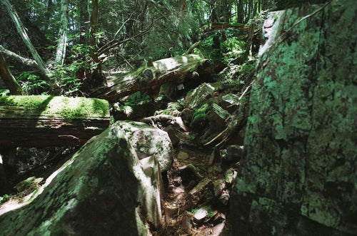 鬱蒼とした樹林が続く聖岳登山道の写真