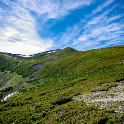 ハイマツ帯が広がる登山道（常念岳）の写真