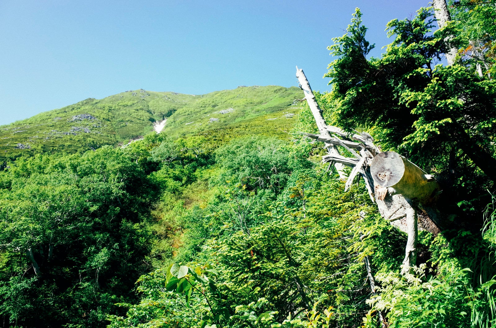 「一ノ沢登山道から見上げる常念岳山頂方面」の写真