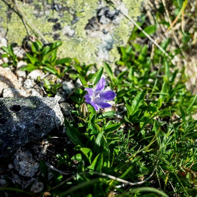 表銀座の登山道に咲く一輪のチシマギキョウの写真