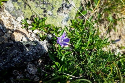 表銀座の登山道に咲く一輪のチシマギキョウの写真