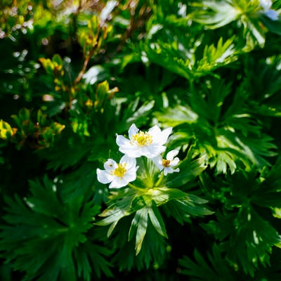 表銀座登山道に咲くハクサンイチゲの写真