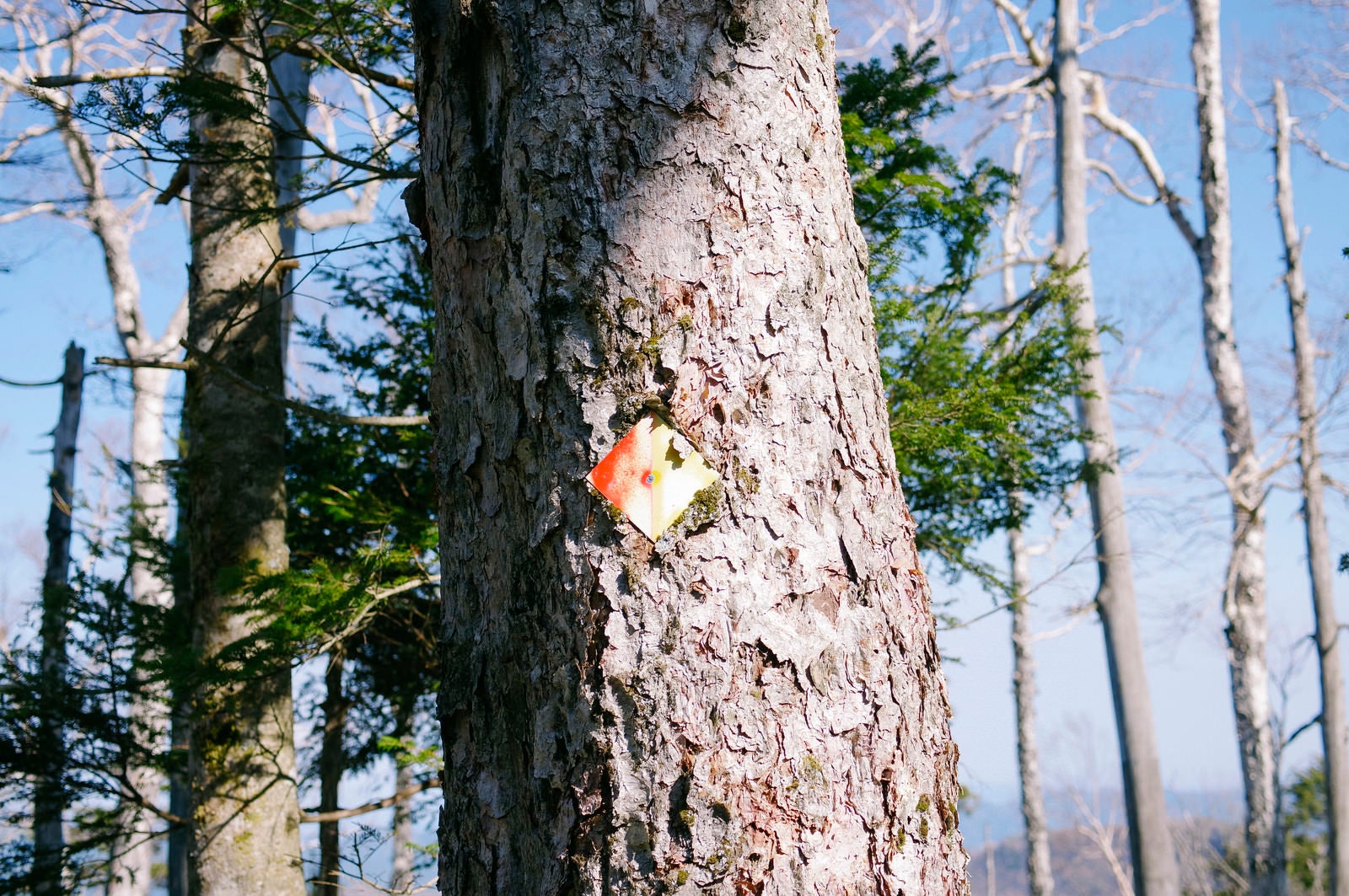 「木肌につけられた皇海山登山道案内板」の写真