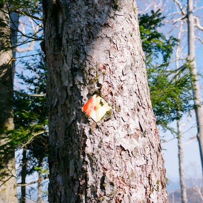 木肌につけられた皇海山登山道案内板の写真