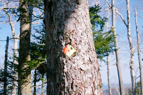 木肌につけられた皇海山登山道案内板の写真