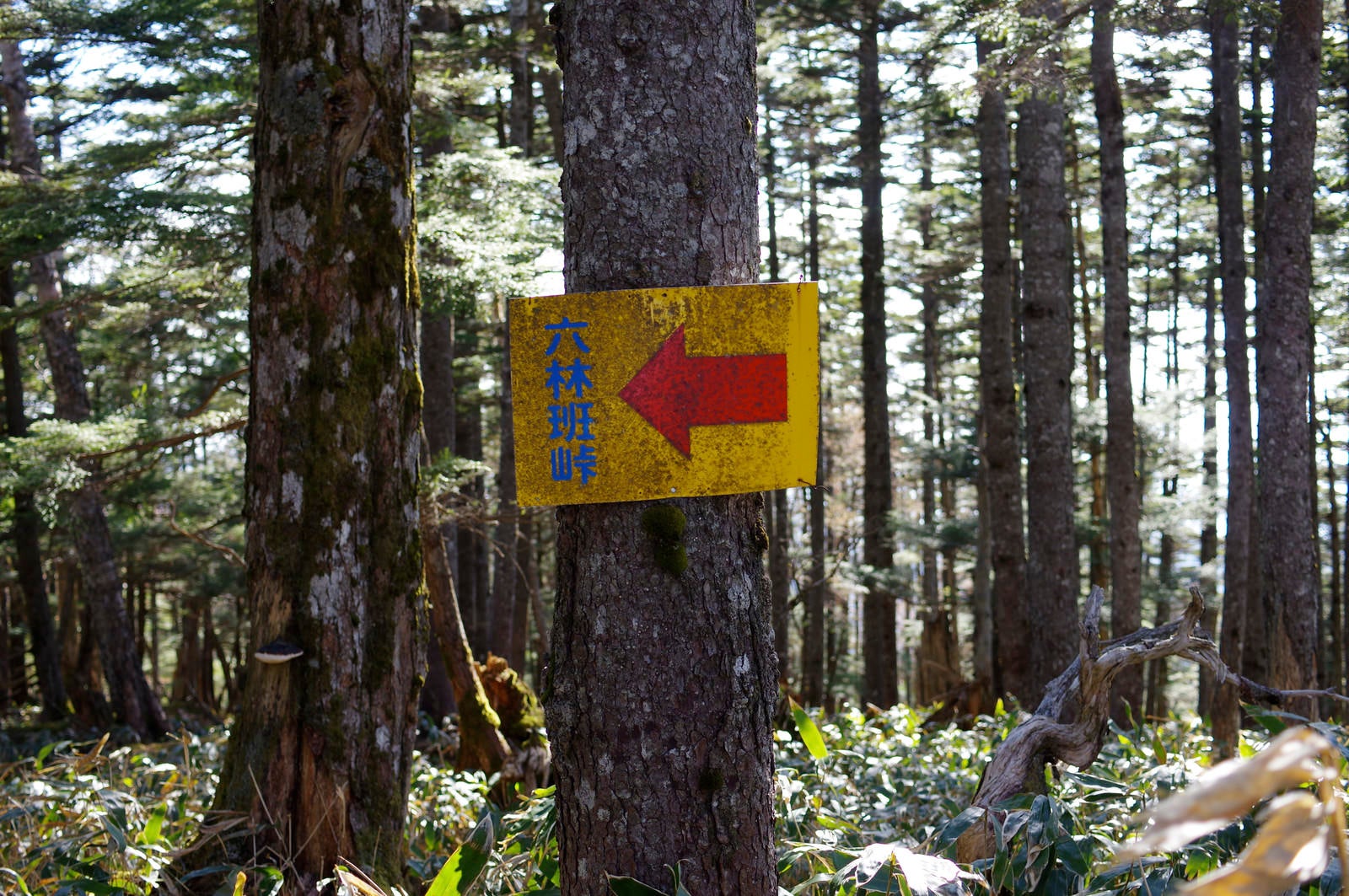 「皇海山登山者を絶望の淵に追いやる六林班峠の案内板」の写真
