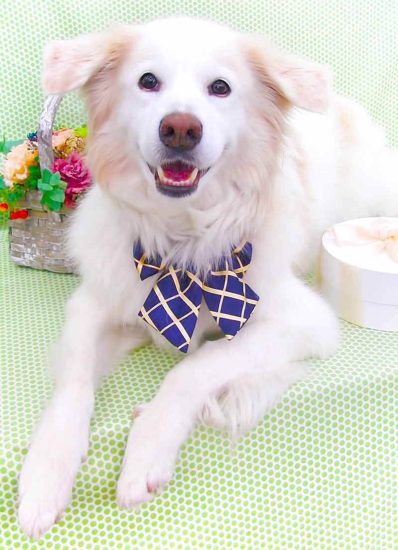 「花と白い雑種犬」の写真