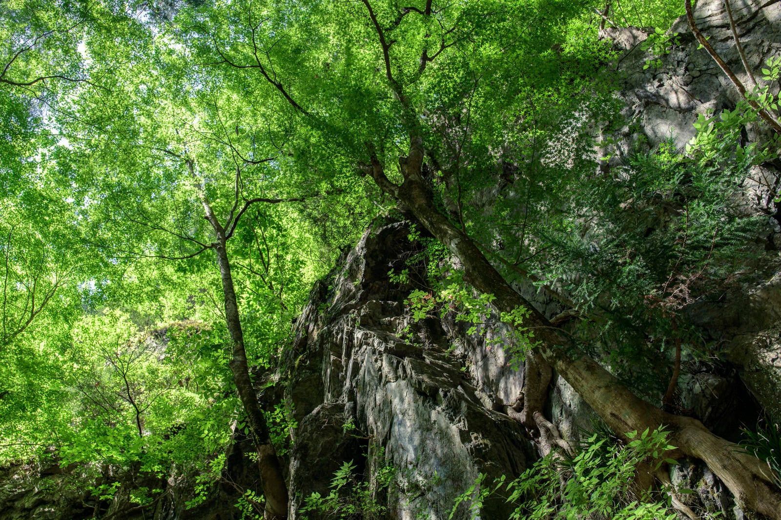 「川苔山へ向かう林道を彩る新緑の木々」の写真