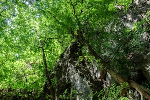 川苔山へ向かう林道を彩る新緑の木々の写真