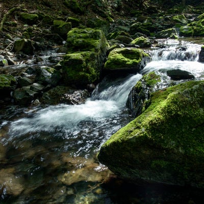 川苔山を流れる渓流と苔の写真
