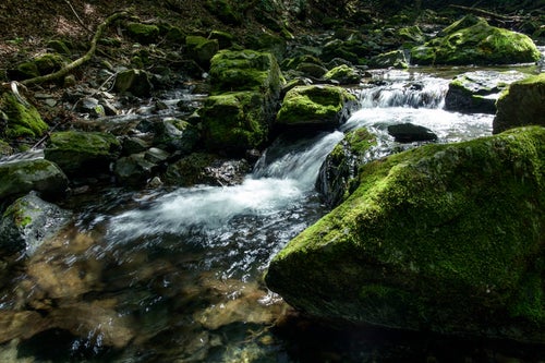 川苔山を流れる渓流と苔の写真