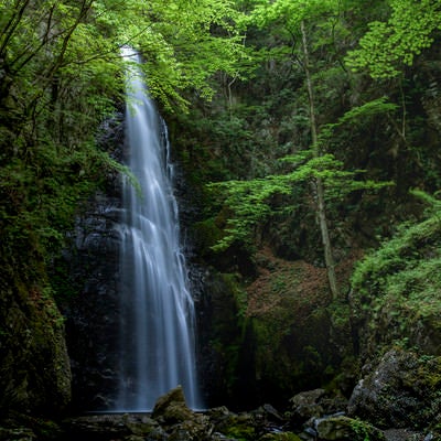 川苔山中腹にある百尋の滝の写真