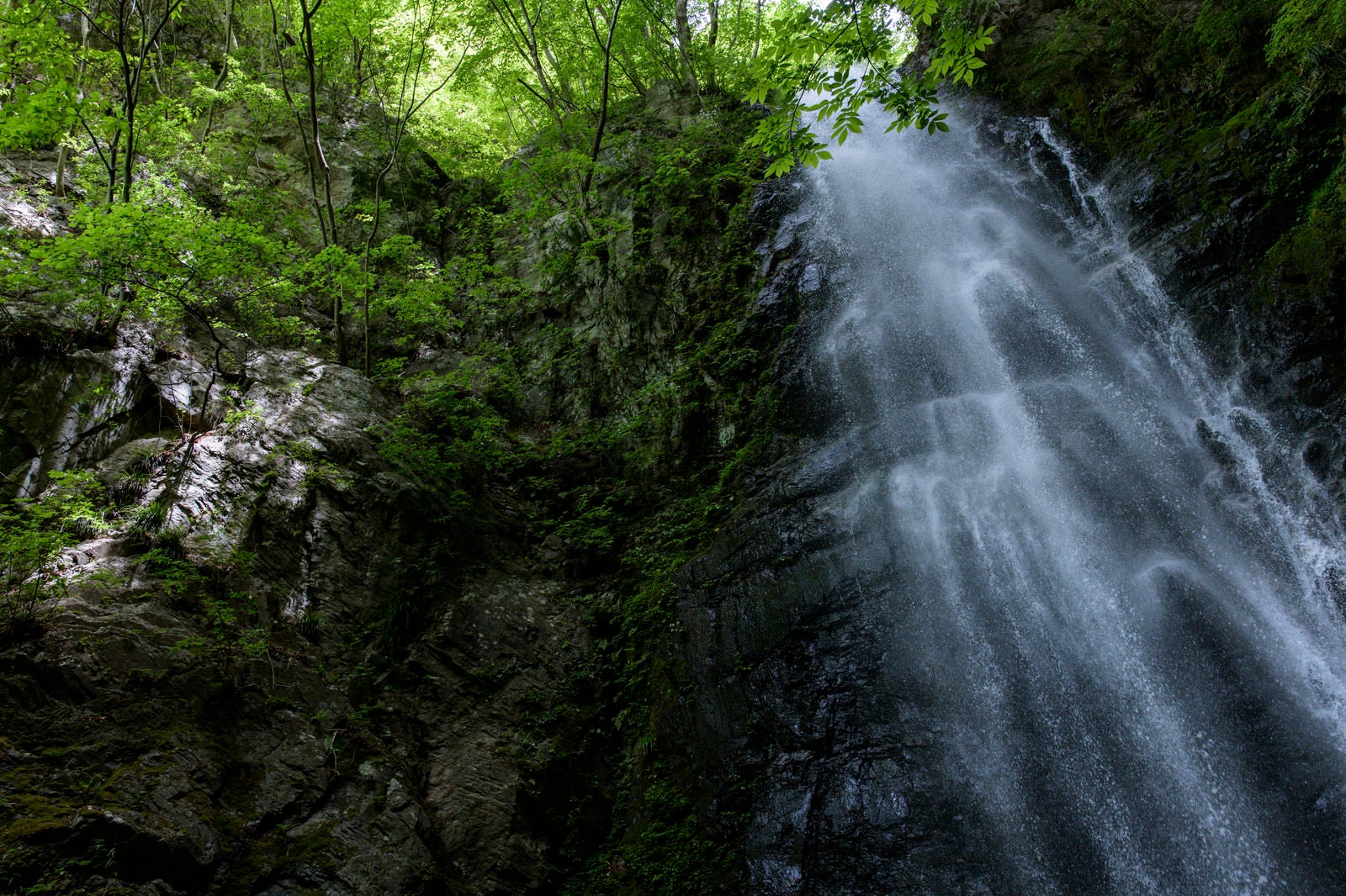 「百尋の滝と新緑」の写真