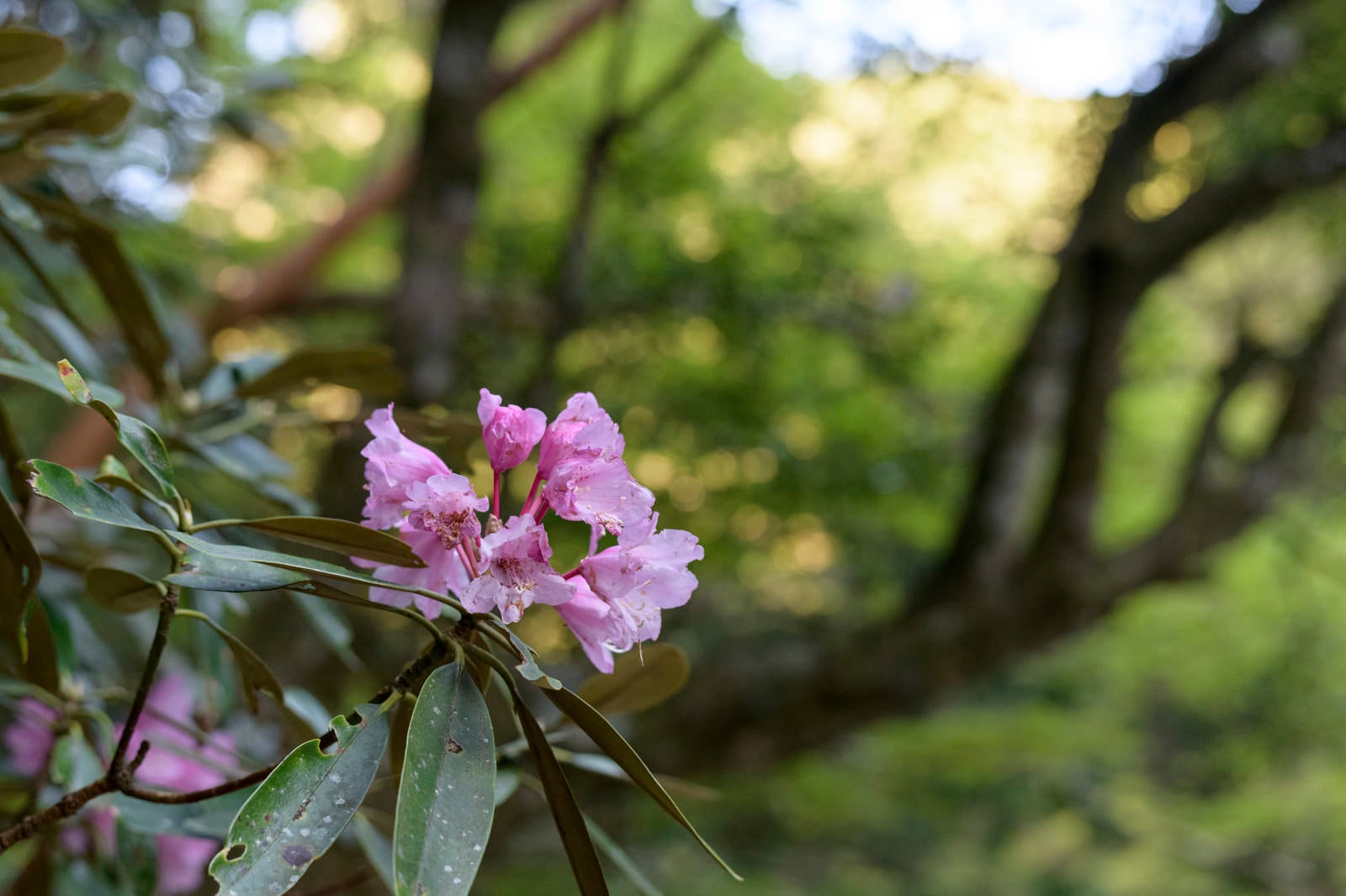 「大杉谷登山道に咲くシャクナゲ」の写真