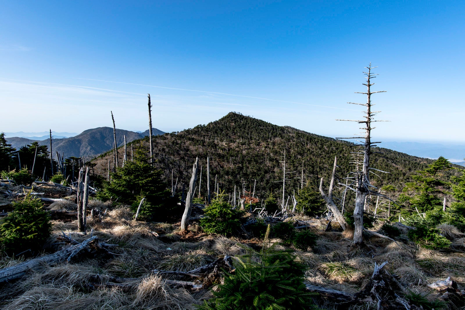 「大峰山弥山小屋から見る立ち枯れの森と八経ヶ岳」の写真