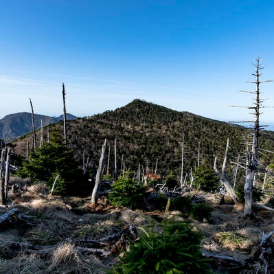 大峰山弥山小屋から見る立ち枯れの森と八経ヶ岳の写真