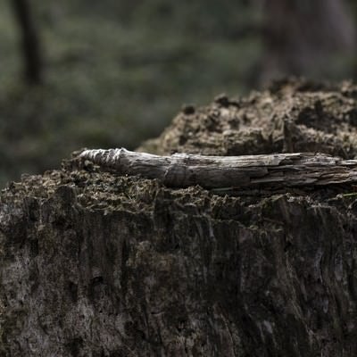 大峰奥駈道の縦走路にあったペンのような枯れ枝の写真