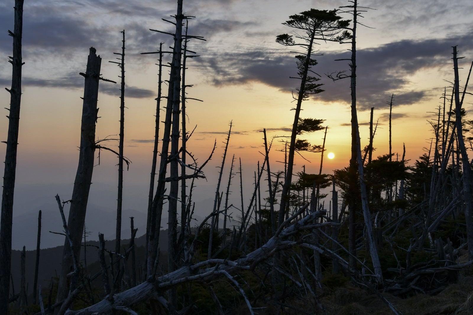 「▲大峰山山頂の立ち枯れの木々に沈む夕日」の写真