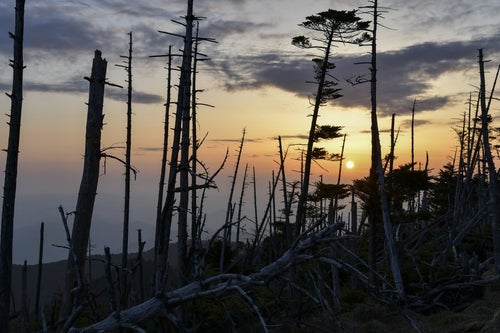 ▲大峰山山頂の立ち枯れの木々に沈む夕日の写真