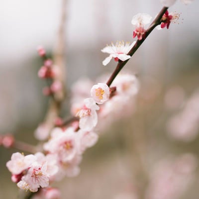 優しい香りを振りまく梅の花（筑波山）の写真