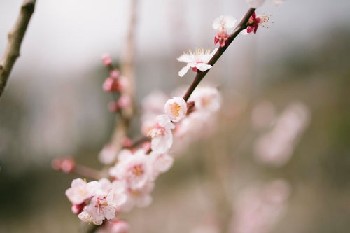 優しい香りを振りまく梅の花（筑波山）の写真