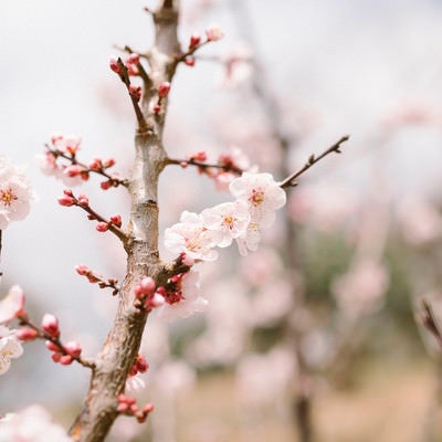 優しい香りを放つ筑波山梅林の梅の花の写真