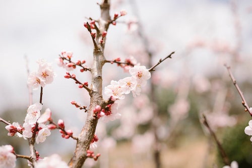 優しい香りを放つ筑波山梅林の梅の花の写真