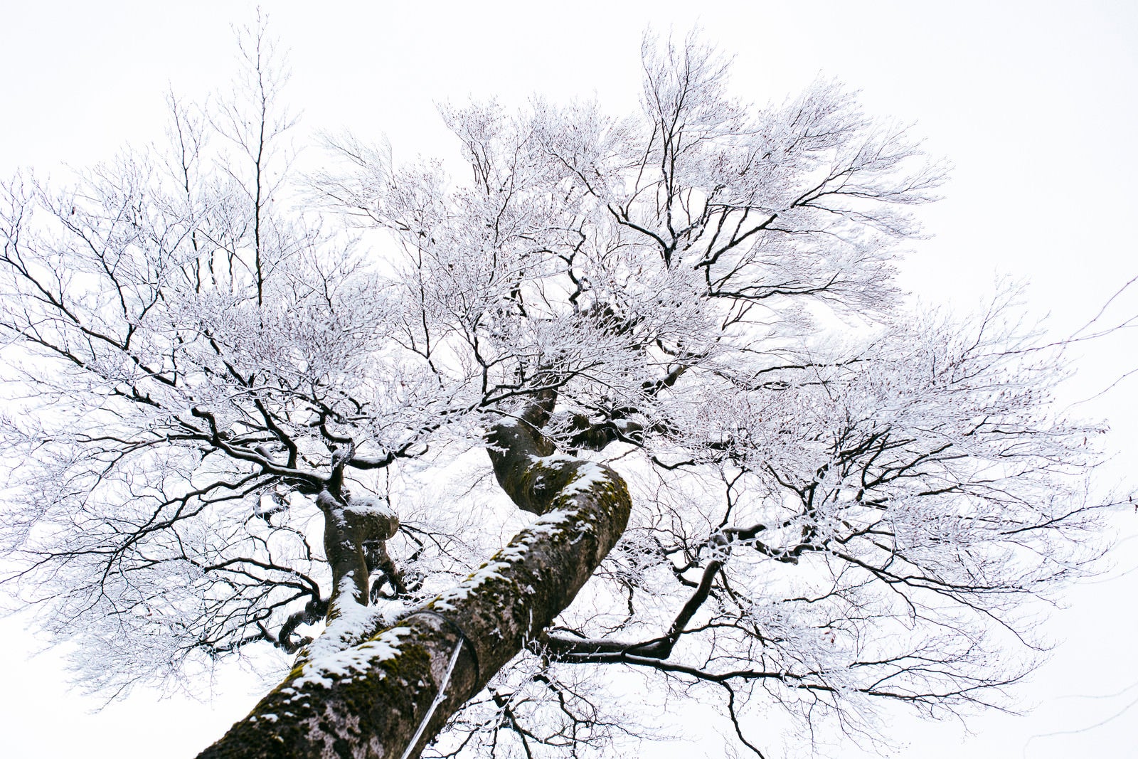「冬の筑波山、凍てつく霧氷の木」の写真