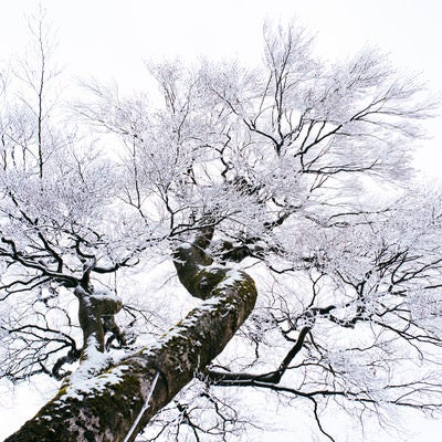 冬の筑波山、凍てつく霧氷の木の写真
