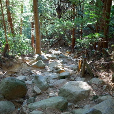 木漏れ日差す筑波山の登山道の写真