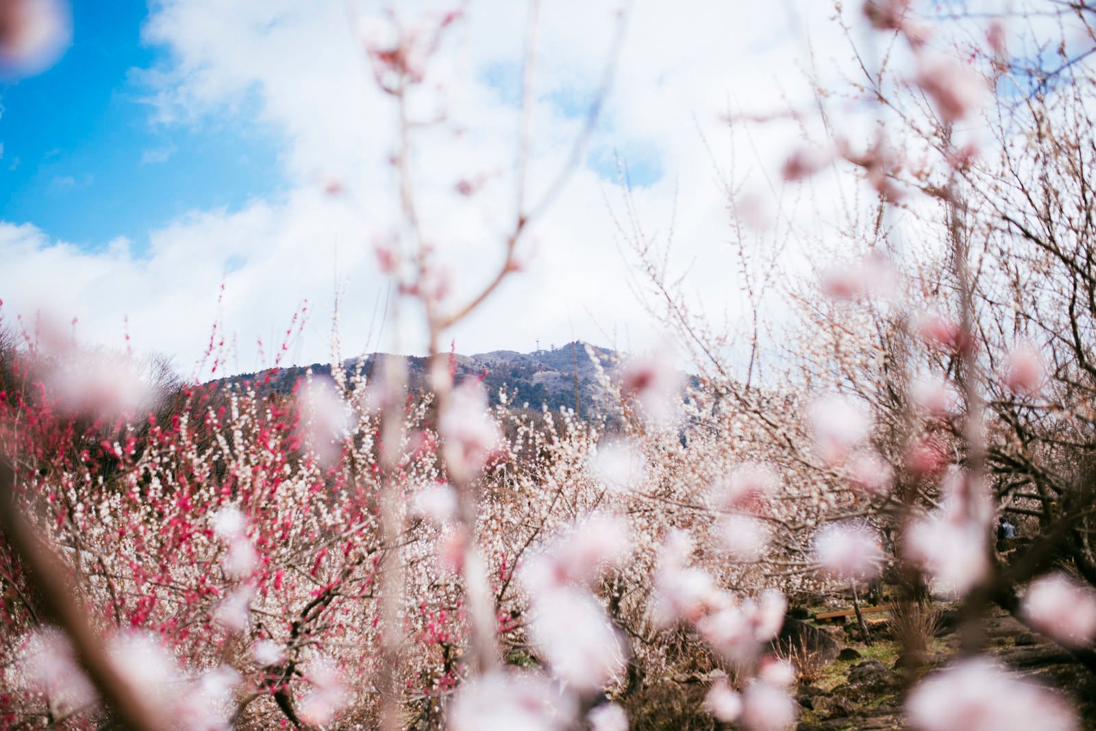 「梅園の向こうに見える筑波山」の写真