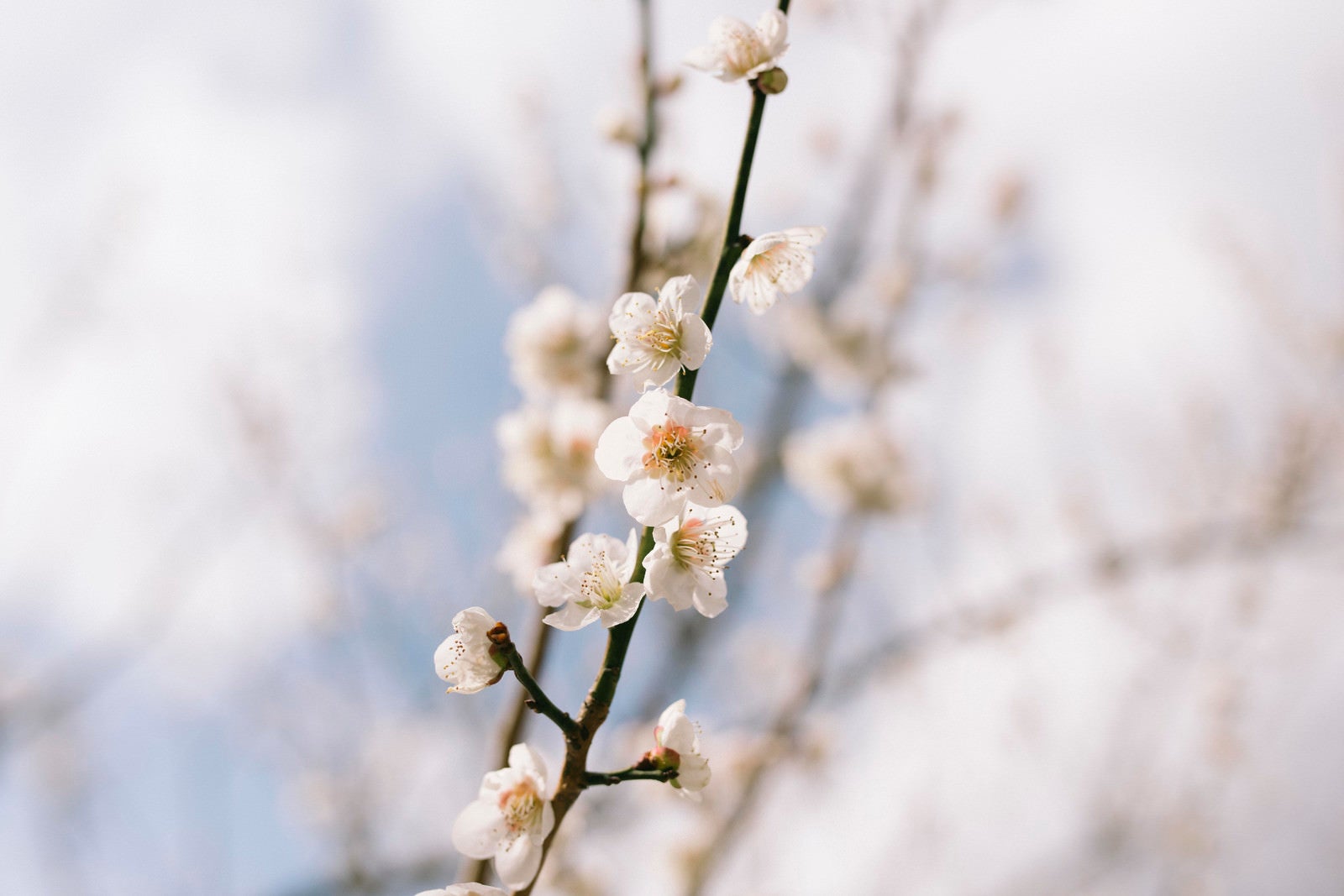 「梅林に咲く白梅（筑波山）」の写真