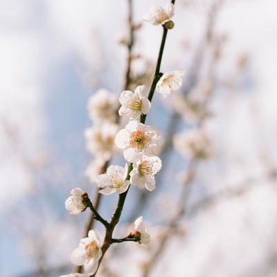梅林に咲く白梅（筑波山）の写真