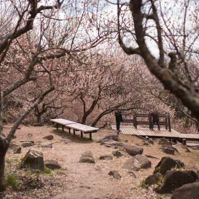 筑波山梅林の休憩所の写真