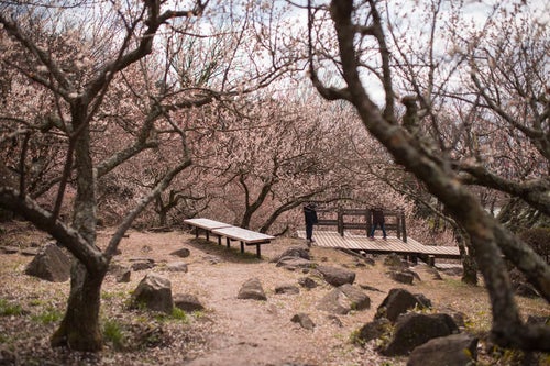筑波山梅林の休憩所の写真