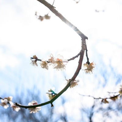 陽光に煌めく梅の花の写真
