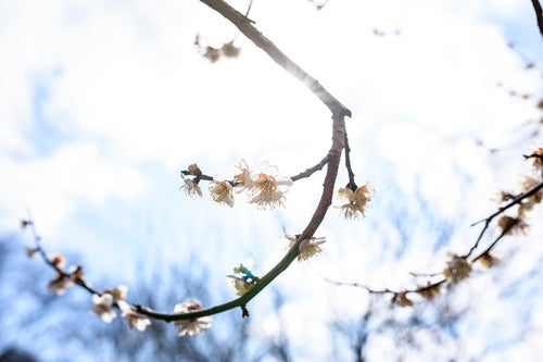 陽光に煌めく梅の花の写真