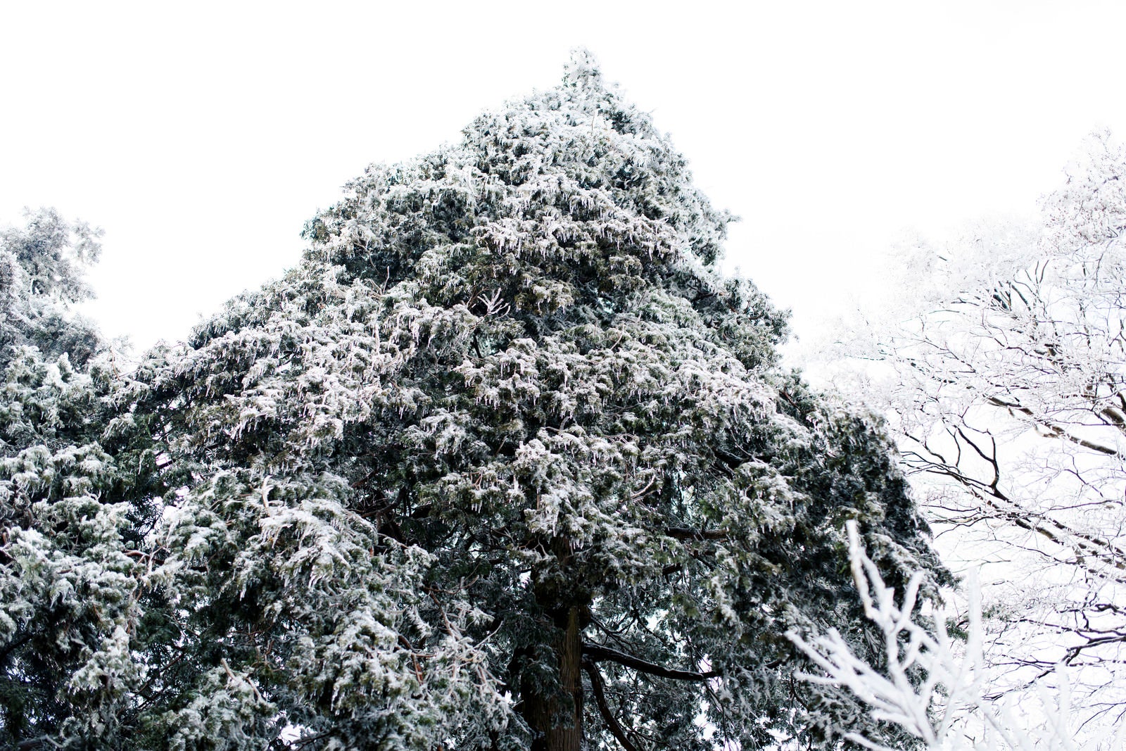 「雪で凍った山頂付近の木々」の写真
