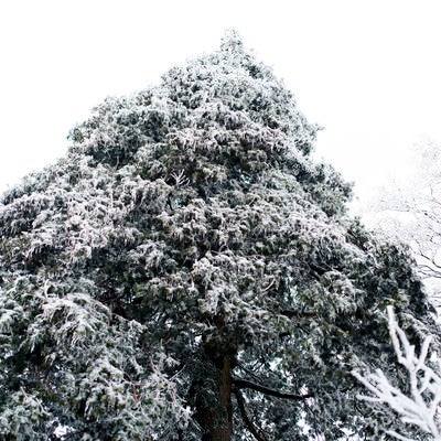 雪で凍った山頂付近の木々の写真