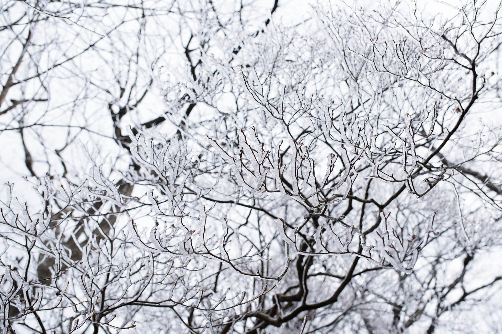 「霧氷に覆われた筑波山山頂の木々」の写真