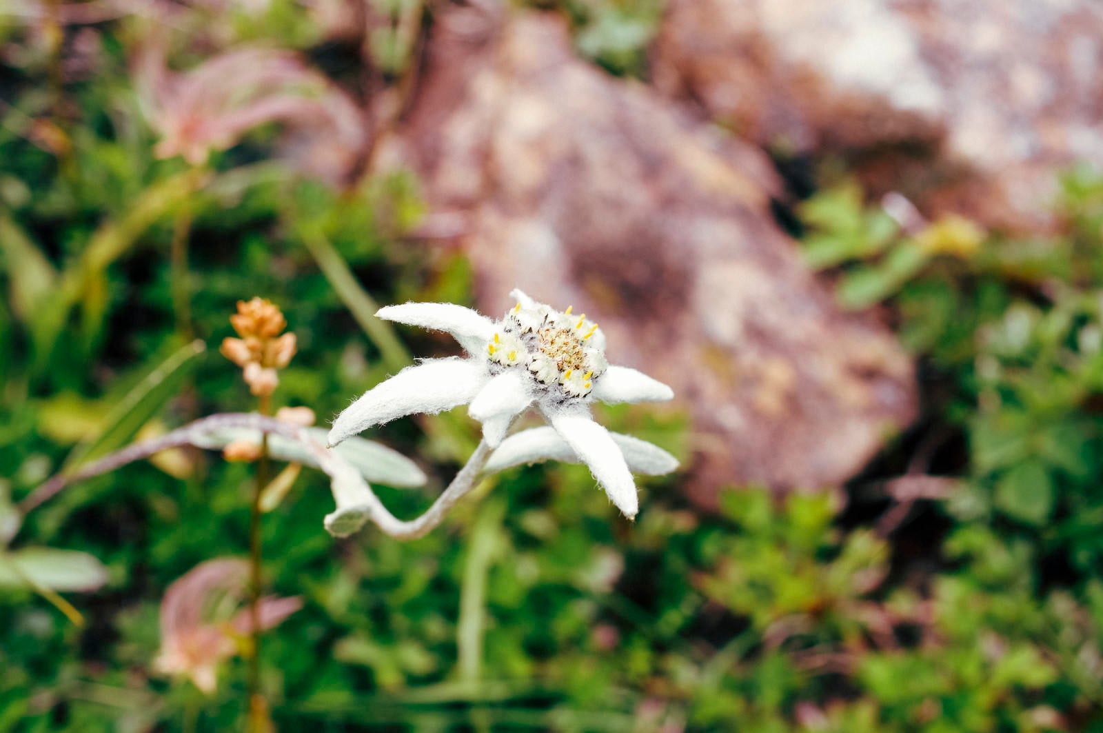 「早池峰山にだけ咲くハヤチネウスユキソウ」の写真