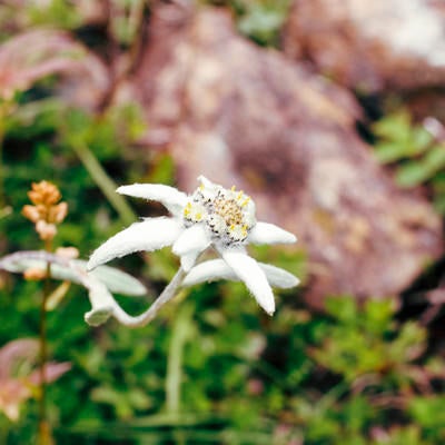 早池峰山にだけ咲くハヤチネウスユキソウの写真