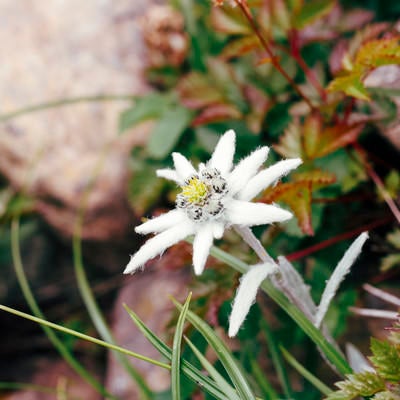 登山道に咲く一輪ののハヤチネウスユキソウの写真