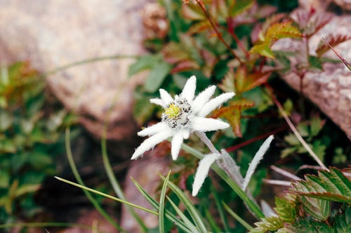 登山道に咲く一輪ののハヤチネウスユキソウの写真