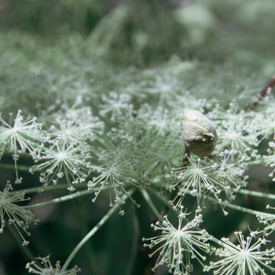 つぼみが残るミヤマシシウド（高山植物）の写真