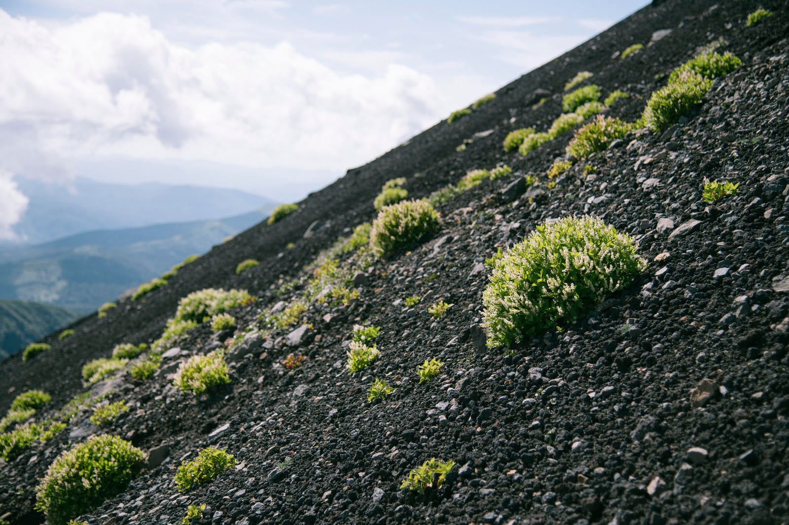 「火山性の大地にへばりつく高山植物たち（岩手山）」の写真