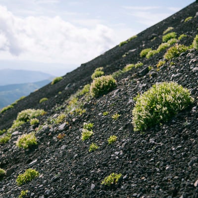 火山性の大地にへばりつく高山植物たち（岩手山）の写真