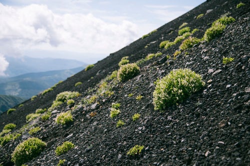 火山性の大地にへばりつく高山植物たち（岩手山）の写真