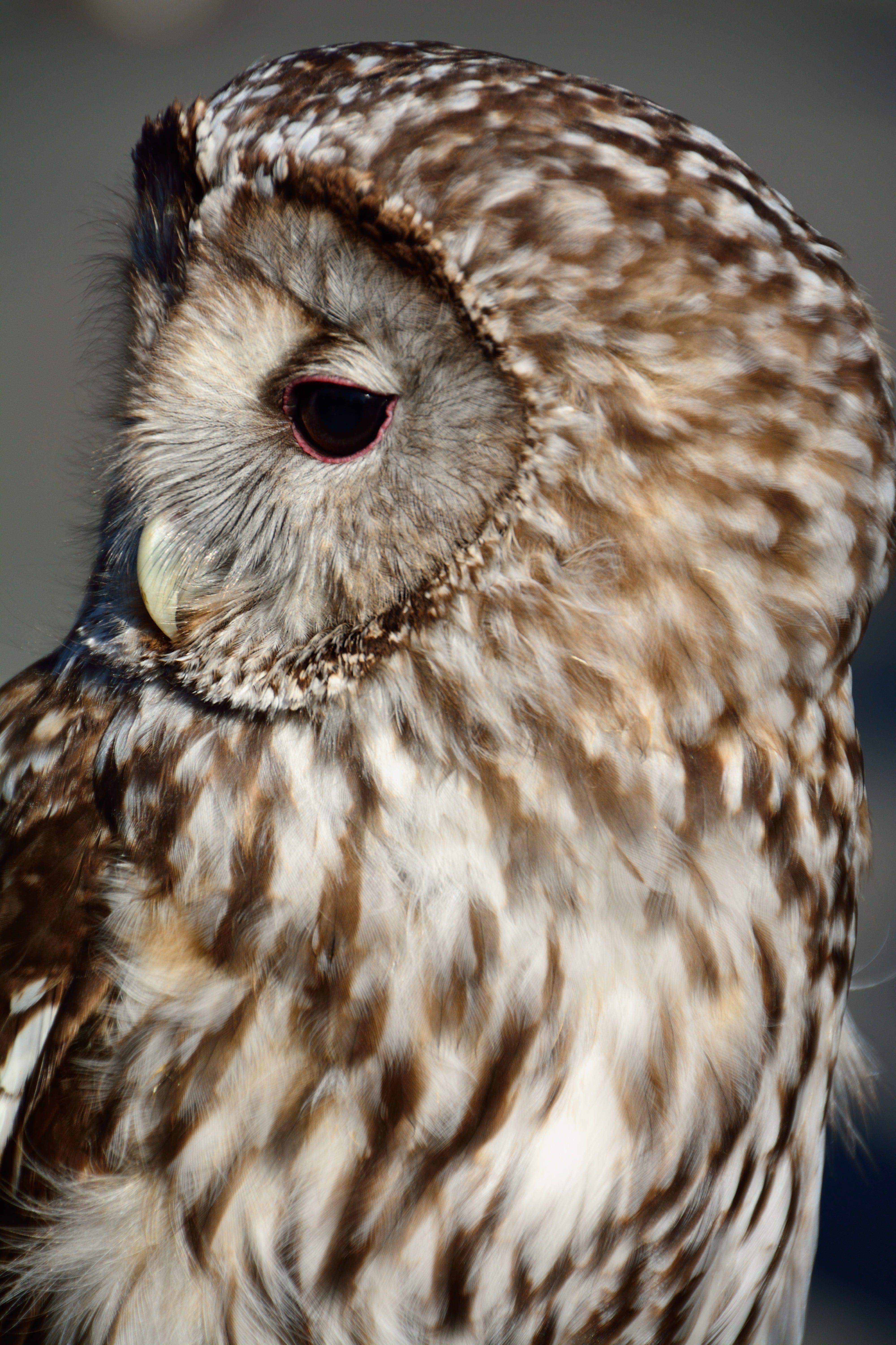 フクロウの横顔の無料の写真素材 - ID.4248｜フリー素材 ぱくたそ