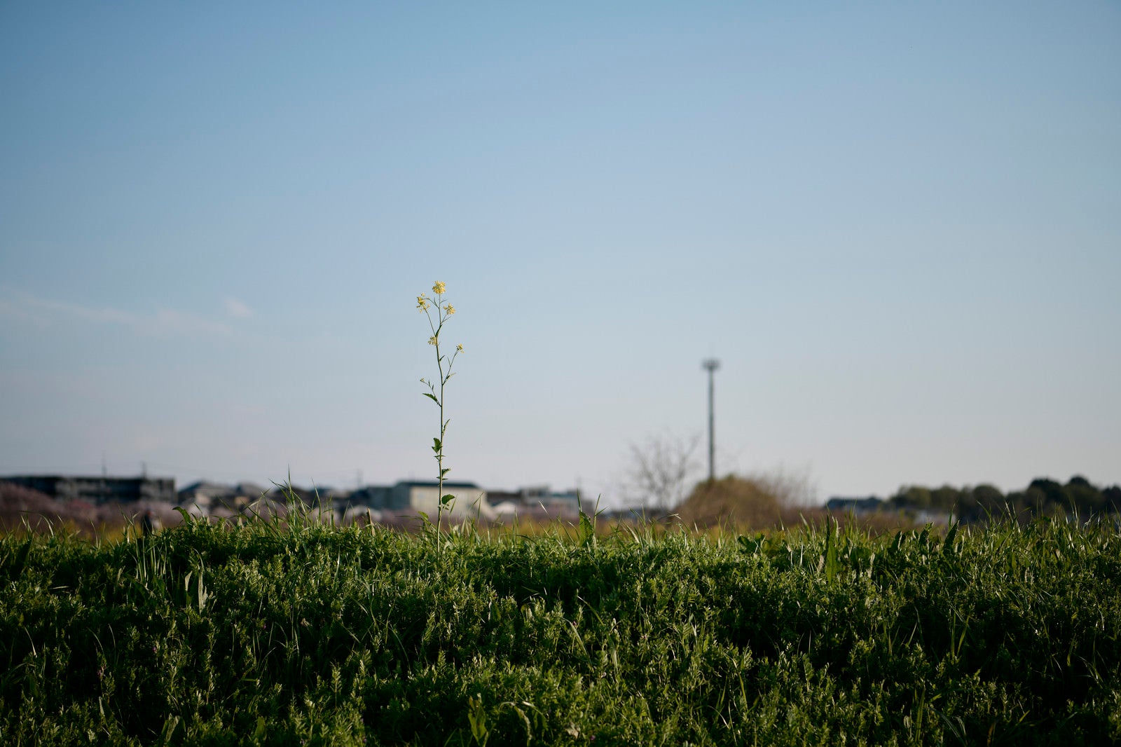 「一本の菜の花と鉄塔」の写真